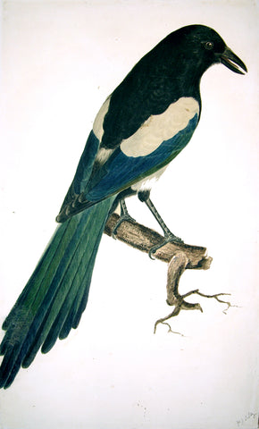 Prideaux John Selby (British, 1788-1867), “Magpie”