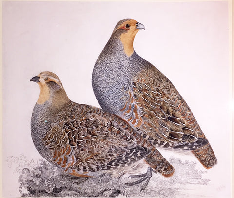 Prideaux John Selby (British, 1788-1867), “Partridges”