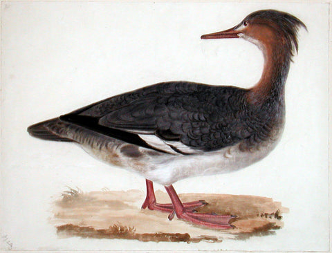 Prideaux John Selby (British, 1788-1867), “Red-breasted Merganser, female”