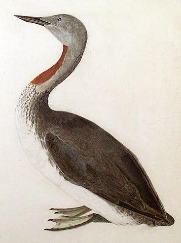 Prideaux John Selby (British, 1788-1867), “Red-Throated Diver”