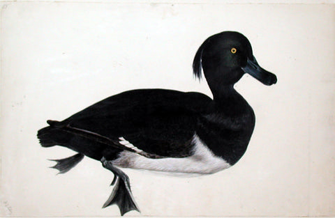Prideaux John Selby (British, 1788-1867), “Tufted Pochard”