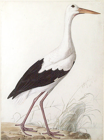 Prideaux John Selby (British, 1788-1867), “White or Common Stork”