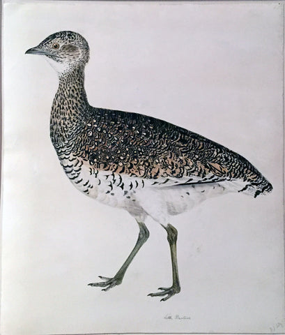 Prideaux John Selby (British, 1788-1867), “A Little Bustard”