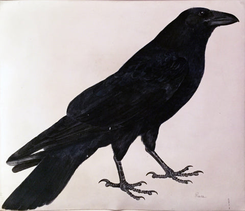Prideaux John Selby (British, 1788-1867), “A Raven”