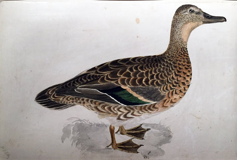 Prideaux John Selby (British, 1788-1867), “Bimaculated Teal, Female”