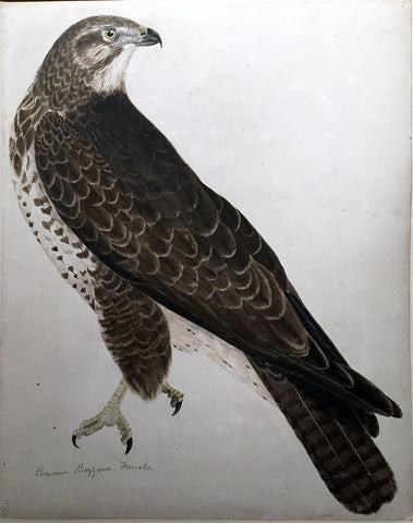 Prideaux John Selby (British, 1788-1867), “Common Buzzard, Female”