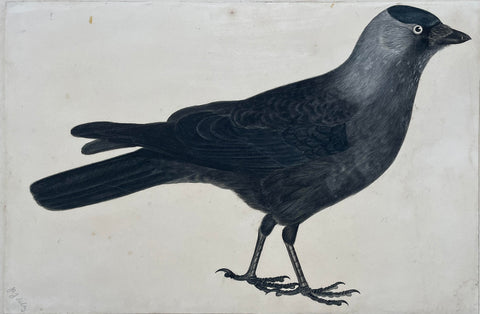 Prideaux John Selby (British, 1788-1867), “Jackdaw”