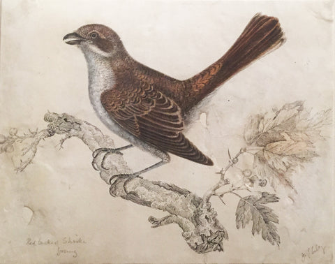 Prideaux John Selby (British, 1788-1867), “Red-backed Shrike, young”