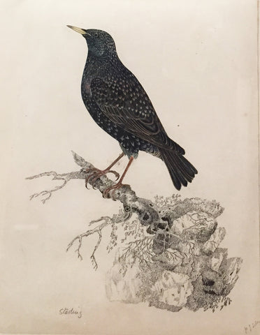 Prideaux John Selby (British, 1788-1867), “Starling”