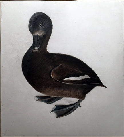 Prideaux John Selby (British, 1788-1867), “Velvet Scoter, Female”