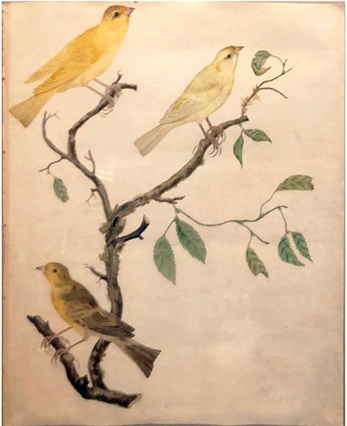 Cornelius Nozeman (Dutch, 1712-1786), “Birds Perched on a Branch”