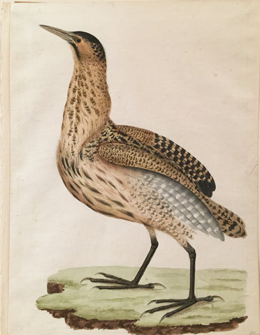 Cornelius Nozeman (Dutch, 1712-1786), “Bittern”