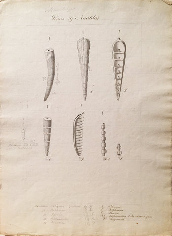 British, 19th-century, Genus 19 Nautilus