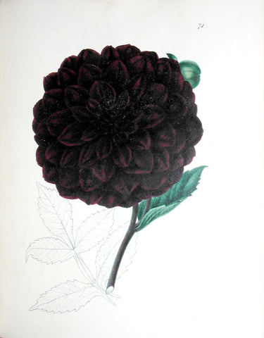 Edward Dalton Smith (British, 1800-1866), Plate 71