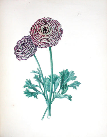 Edward Dalton Smith (British, 1800-1866), Plate 73