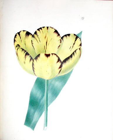 Edward Dalton Smith (British, 1800-1866), Plate 77