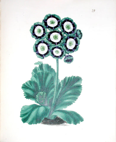 Edward Dalton Smith (British, 1800-1866), Plate 79