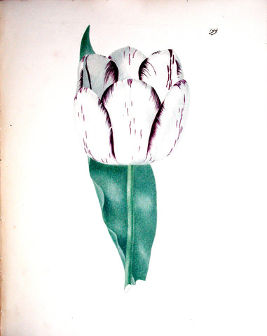 Edward Dalton Smith (British, 1800-1866), Plate 199