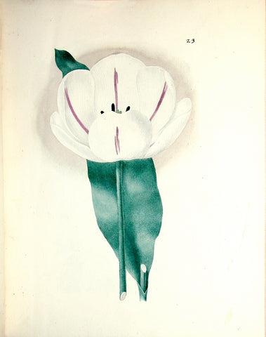 Edward Dalton Smith (British, 1800-1866), Plate 23