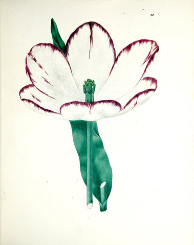Edward Dalton Smith (British, 1800-1866), Plate 29