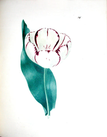 Edward Dalton Smith (British, 1800-1866), Plate 56