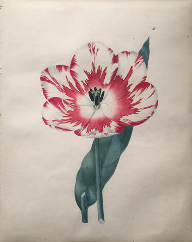 Edward Dalton Smith (British, 1800-1866), Plate 5