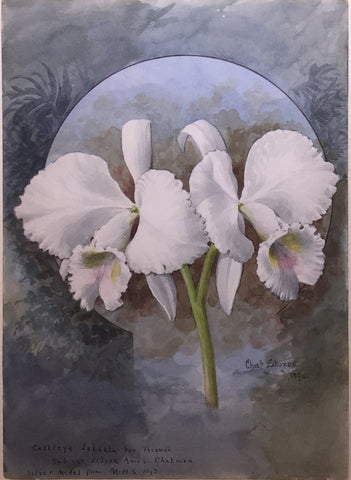 Charles Storer (American, 1817-1907) Cattleya Lalaila var...