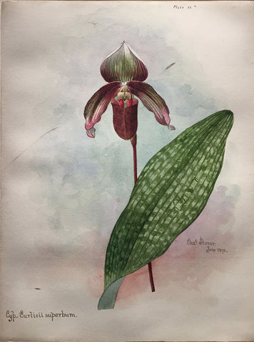 Charles Storer (American, 1817-1907) Cypripedium Curtisii