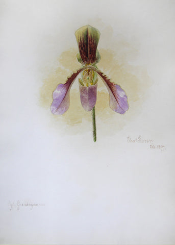 Charles Storer (American, 1817-1907) Cypripedium