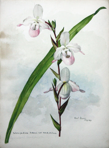 Charles Storer (American, 1817-1907) Selenipedium Sedenii var. candidulum