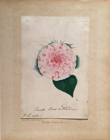Louis-Constantin Stroobant (Belgian, 1814-1872), Camellia Comte de Flanire