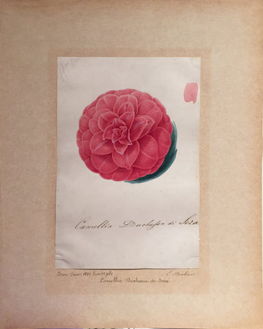 Louis-Constantin Stroobant (Belgian, 1814-1872), Camellia Duchessa di Seza