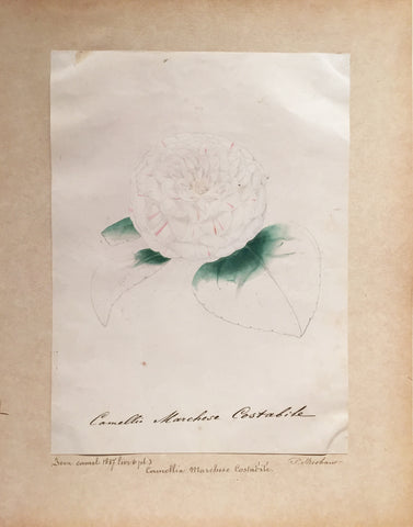 Louis-Constantin Stroobant (Belgian, 1814-1872), Camellia Marchese Costabile