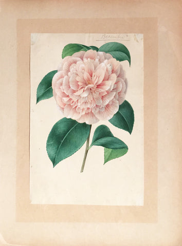 Louis-Constantin Stroobant (Belgian, 1814-1872), Camellia