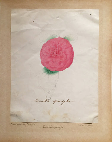 Louis-Constantin Stroobant (Belgian, 1814-1872), Camellia spariglio