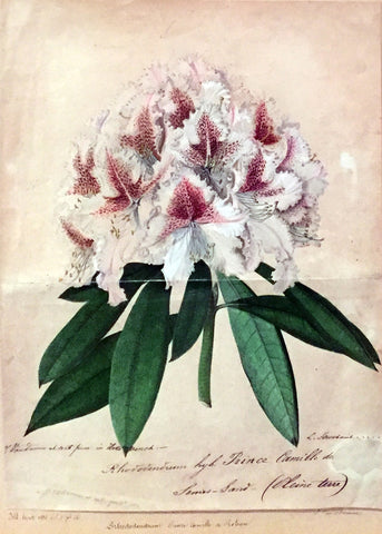 Louis-Constantin Stroobant (Belgian, 1814-1872), Rhodedendrum hybrid Prince Camille de Roban
