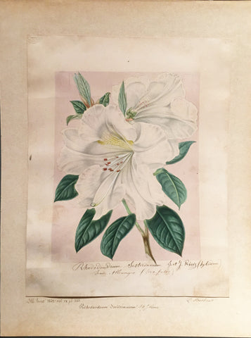 Louis-Constantin Stroobant (Belgian, 1814-1872), Rhododendrum Sesterianum