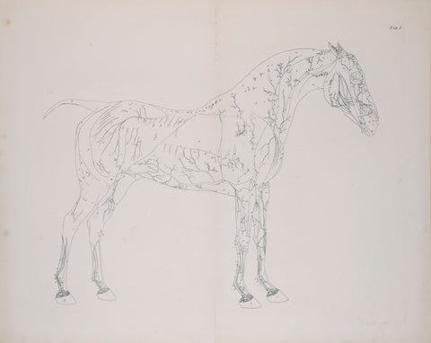 George Stubbs (British, 1724-1806)  Plate I, The First Anatomical Table of the Muscles.. of the Horse Explained