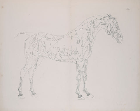 George Stubbs (British, 1724-1806) Plate I, The First Anatomical Table of the Muscles.. of the Horse Explained