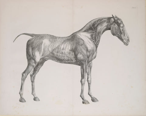 George Stubbs (British, 1724-1806)  Plate I, The First Anatomical Table of the Muscles.. of the Horse