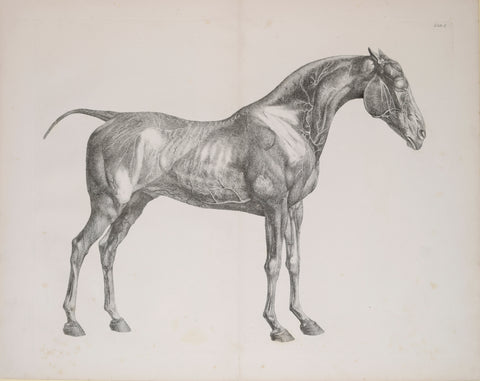 George Stubbs (British, 1724-1806) Plate I, The First Anatomical Table of the Muscles.. of the Horse