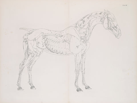 George Stubbs (British, 1724-1806) Plate III, The Third Anatomical Table of the Muscles.. of the Horse Explained