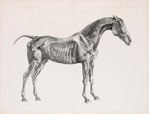 George Stubbs (British, 1724-1806) Plate III, The Third Anatomical Table of the Muscles.. of the Horse