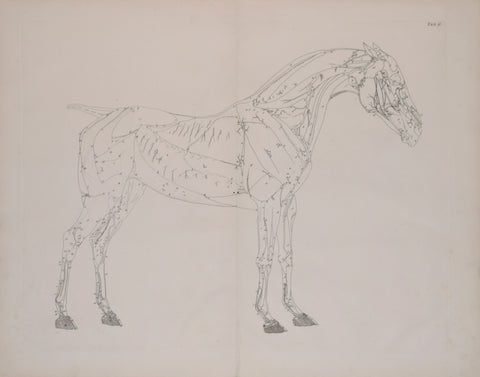 George Stubbs (British, 1724-1806) Plate II, The Second Anatomical Table of the Muscles.. of the Horse Explained