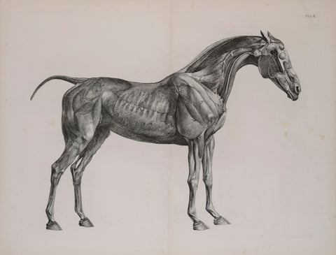 George Stubbs (British, 1724-1806)  Plate II, The Second Anatomical Table of the Muscles.. of the Horse