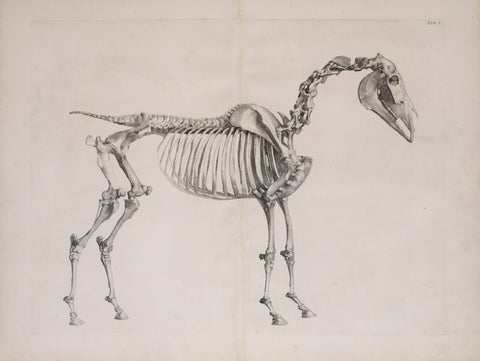 George Stubbs (British, 1724-1806) Plate I, The First Anatomical Table of the Skeleton of a Horse