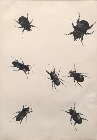 NICOLAAS STRUYK, ATTRIBUTED TO (DUTCH, 1686-1769), Beetles