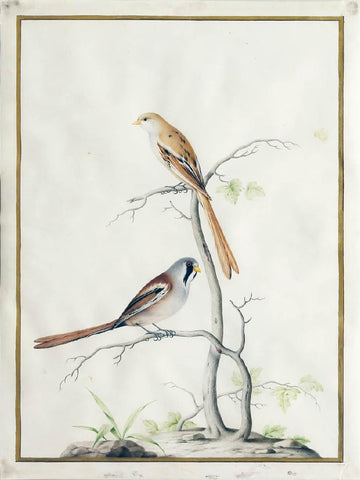 Style of Nicolas Robert (French, 1614-1685), Male and Female Bearded Tits