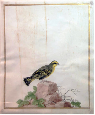 Style of Nicolas Robert (French, 1614-1685), Yellow Fronted Carnary