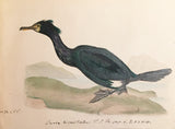 Heinrich Gottlieb Ludwig Reichenbach (German, 1793-1879), Original watercolor drawings for Die Vollständigste Naturgeschichte der Vögel des In- und Auslandes.